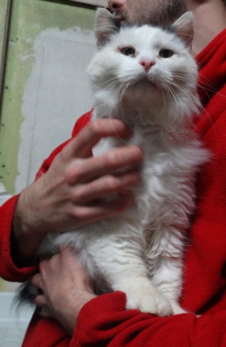 Valentin, adorable chat blanc et noir au poil mi-long - SLPA Amance Valent12