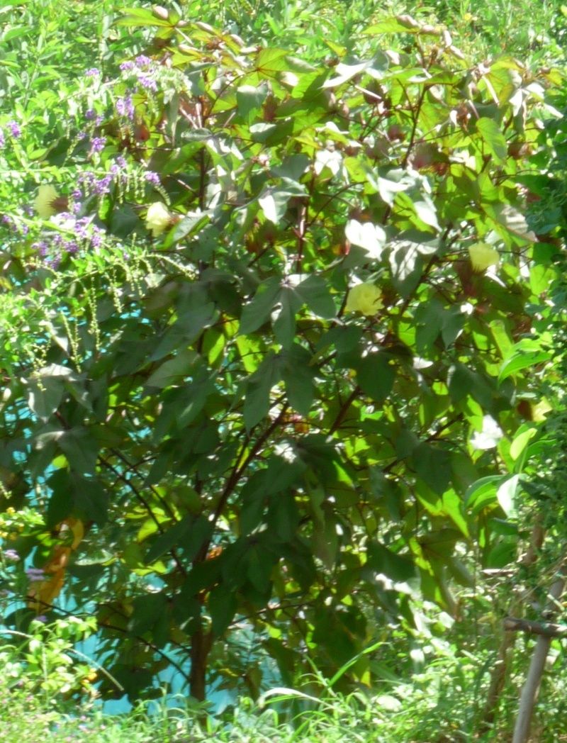 Gossypium hirsutum, de la famille des Malvaceae. Coton910