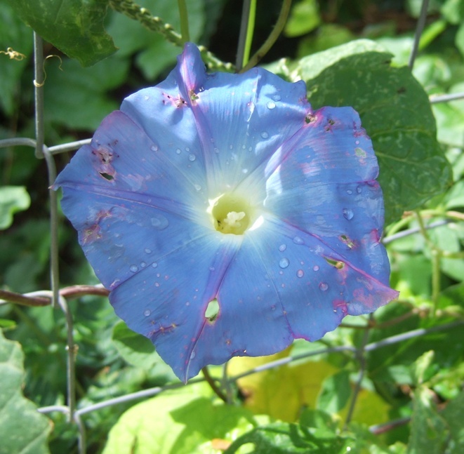 Les fleurs bleues Ipo110