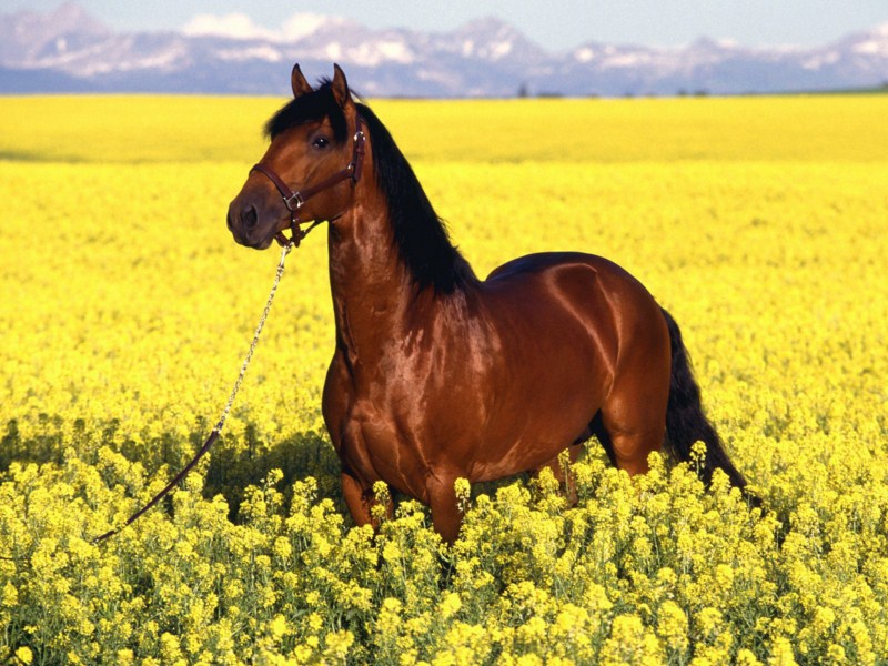~*Beautiful Horses *~ Horse_17