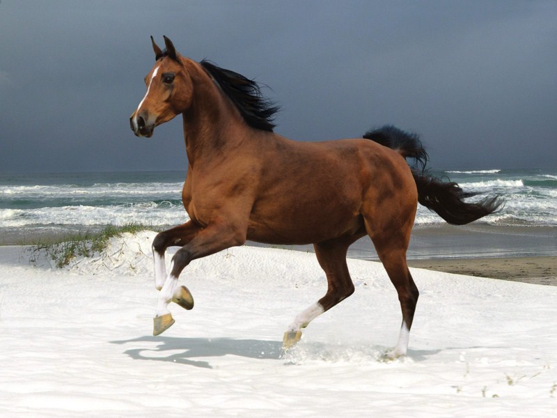 ~*Beautiful Horses *~ Horse_21