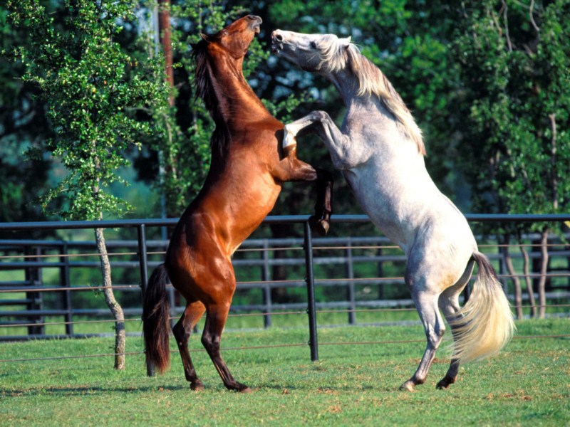~*Beautiful Horses *~ Horse_28