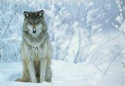 ♦ Animaux : images ♦ Loup10