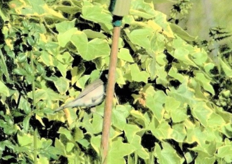 les oiseaux et petites bêtes au cours de nos balades - Page 38 9mars10