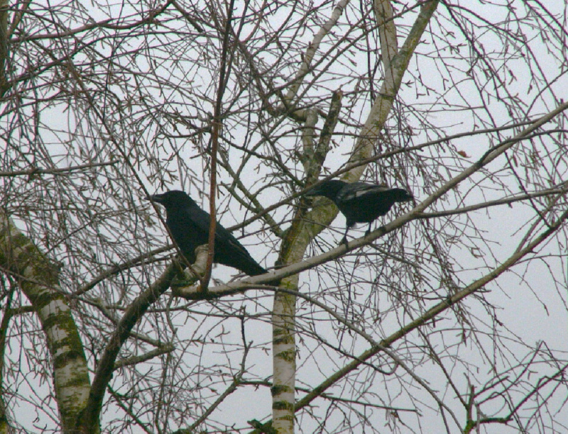 Les animaux de nos jardins... - Page 34 Captur33