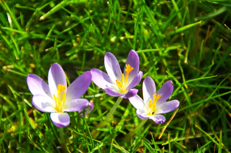 crocus  - Page 2 Dsc07364