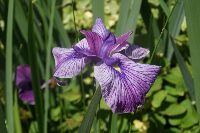 Floraison d'iris de 2017 ....... à 2022 - Page 14 Dsc07470