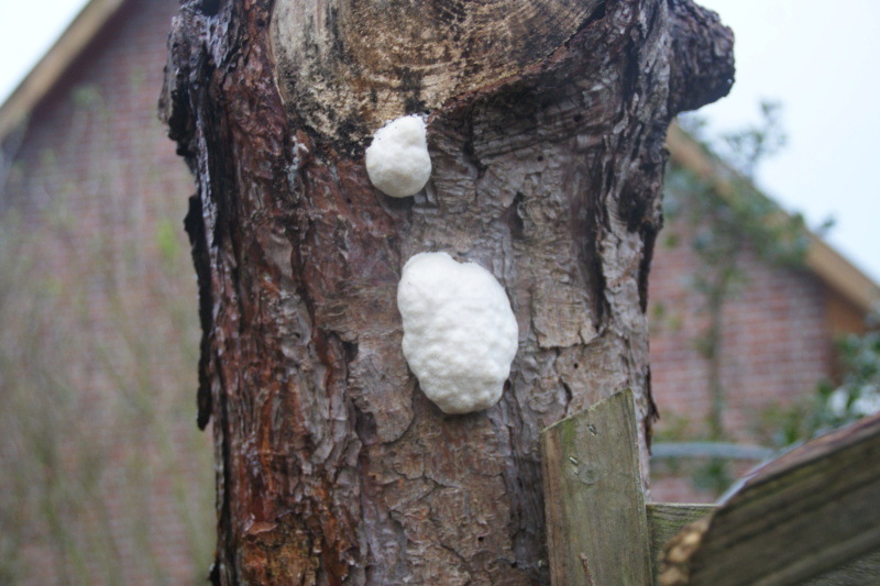 encore un champignon sur un tronc Dsc07765