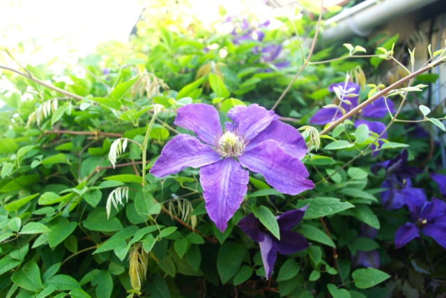 Clematis 2023 - Page 3 Dsc07825