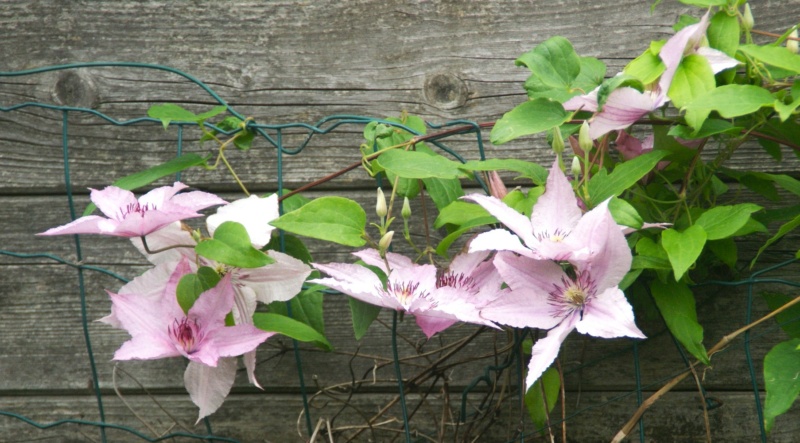 Clematis 2023 - Page 3 Dsc07924