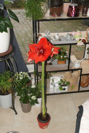 amaryllis - Page 15 Dsc08027