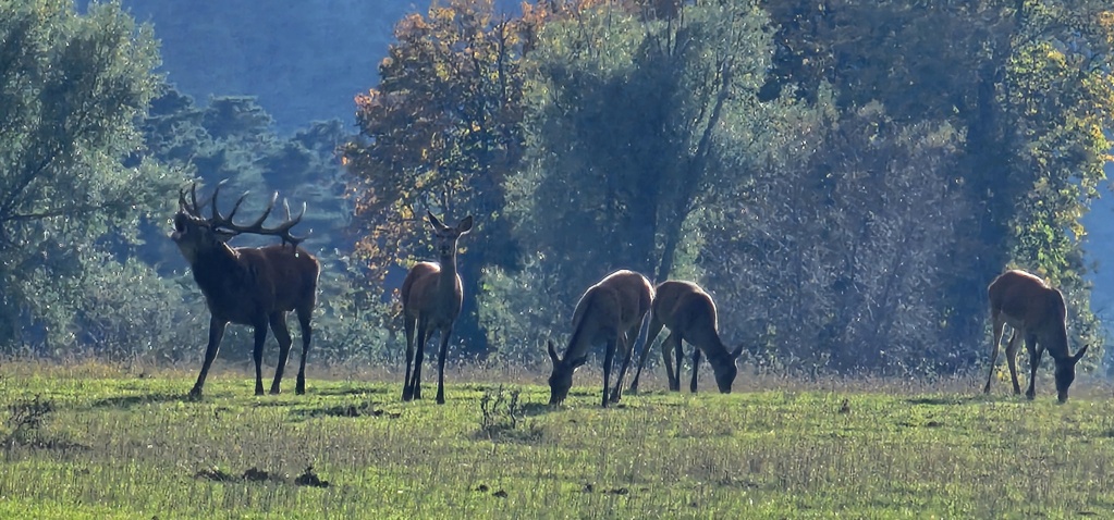 Le brame du cerf à la tombée du jour 20241010