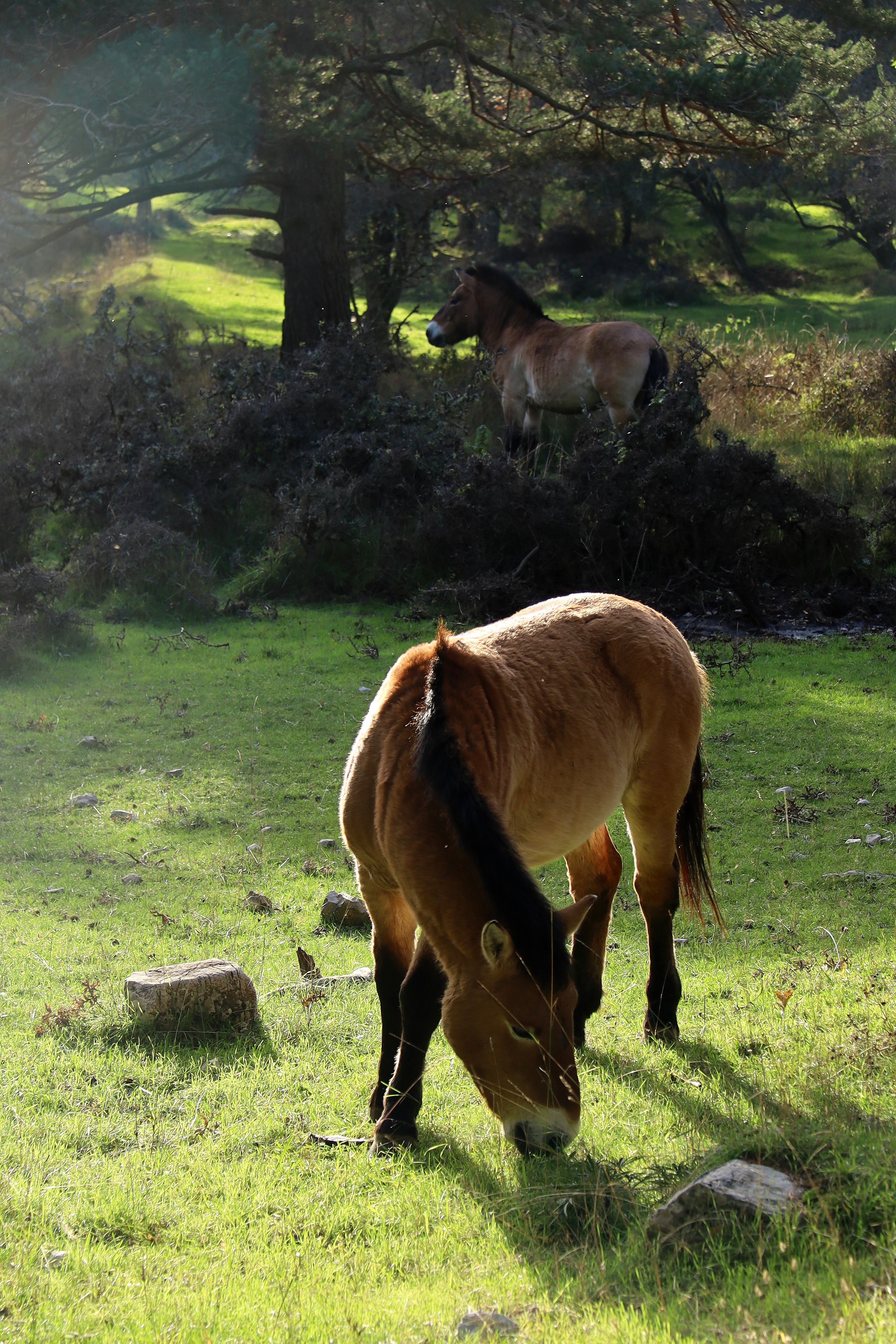 [Animaux] ☞ Chevaux sauvages de Przewalski Img_1310