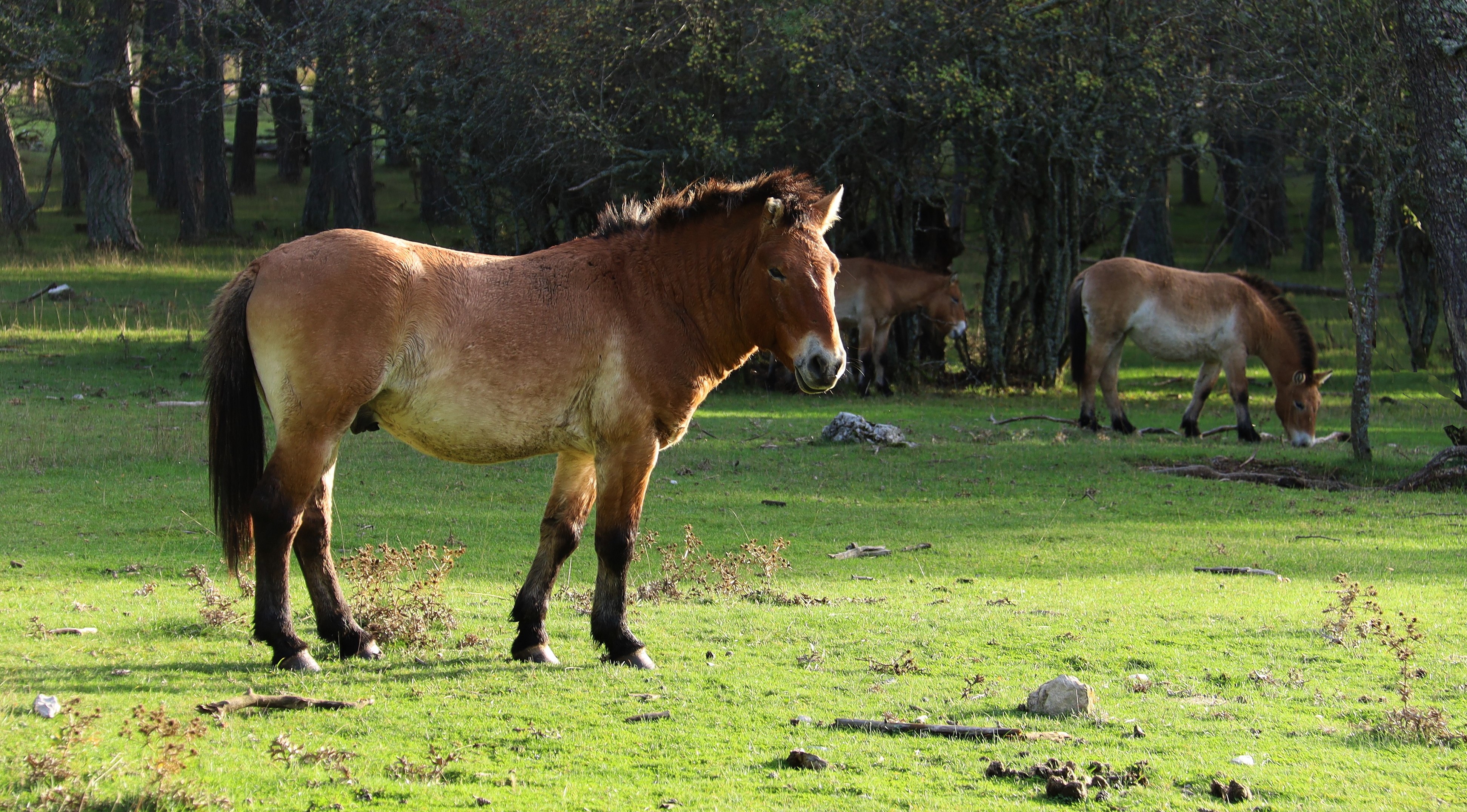 [Animaux] ☞ Chevaux de Przewalski, vis versa Img_1318