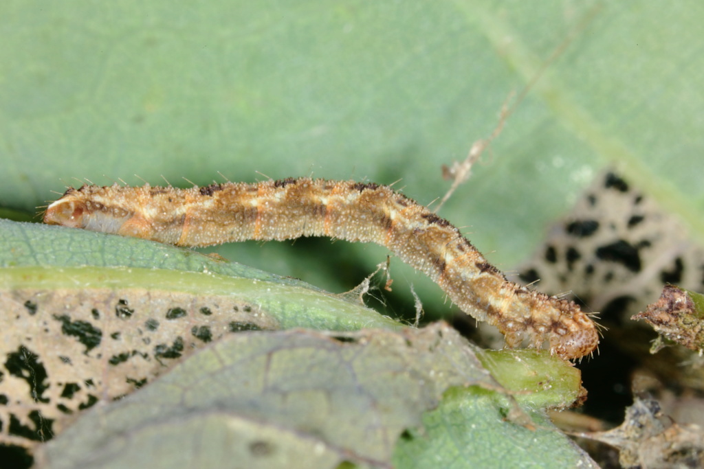 Chenille d'Eupithecia abbreviata 051a5611