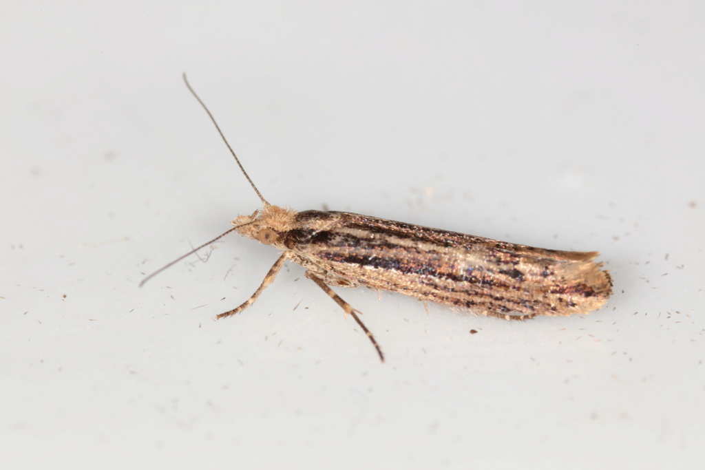 Un micro pour identification, svp 051a7911