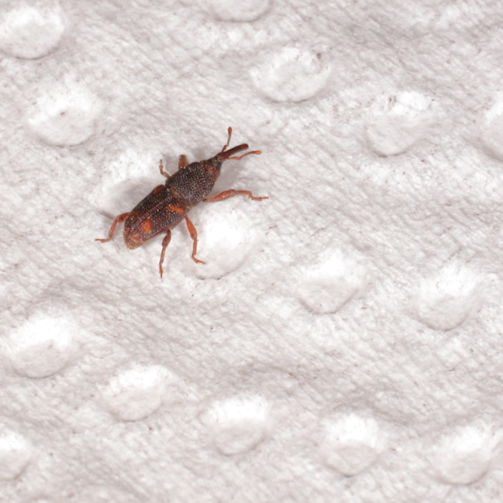 Curcu (Dryophtoridae) pour détermination, svp _51a1311
