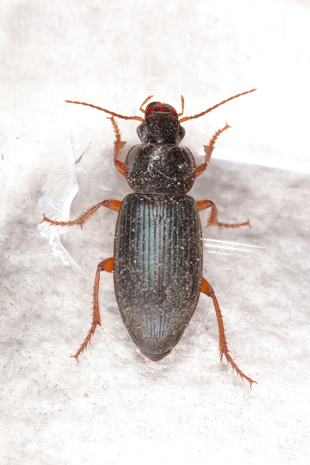 Carabidae pour identification, svp _51a1317