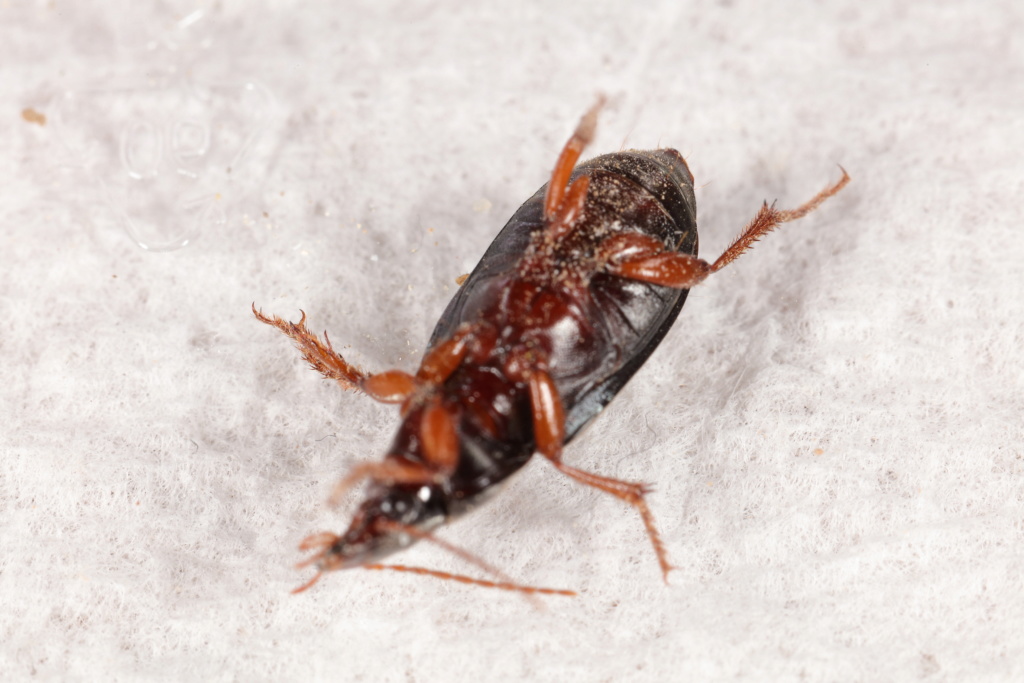 Carabidae pour identification, svp _51a1318