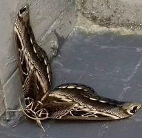 Papillon du Cameroun [Dactyloceras lucina] 15017710