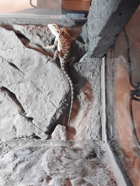 Voici Akino mon pogona 20181014