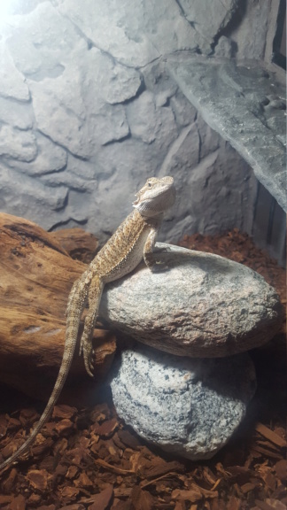 Terrarium pogona 20190110