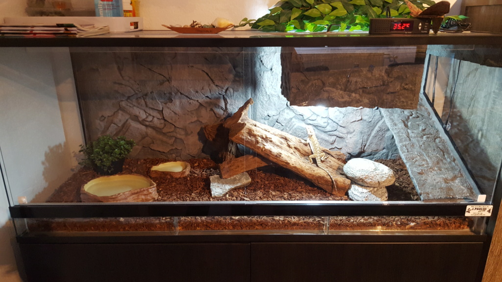 Amélioration terrarium 20190114