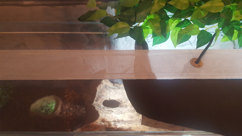 Terrarium pogona 20190116