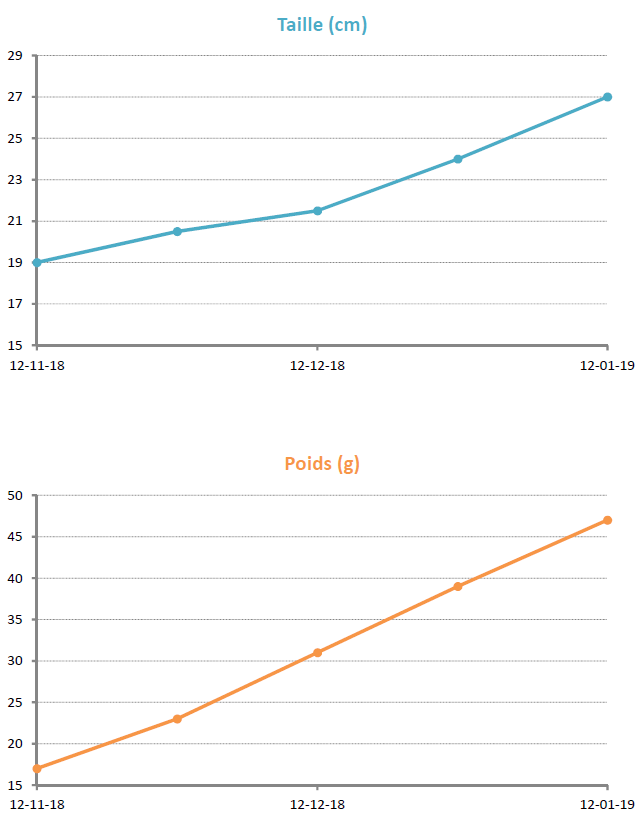 Pogona age/taille/poids Graphi10