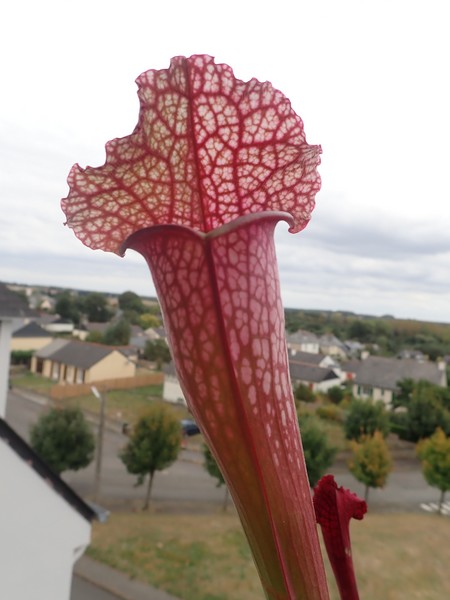 Plantes carnivores de Bip. - Page 2 Carniv10