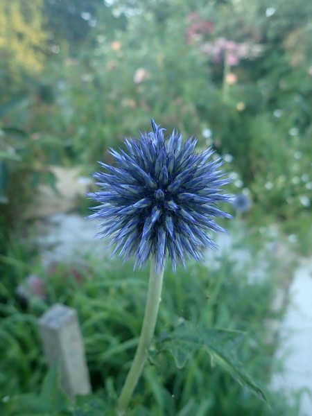 Echinops - Page 2 Mardi114