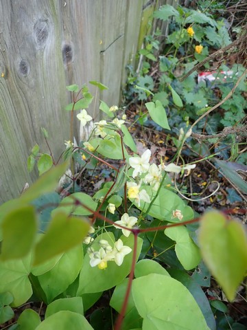 Epimedium versicolor  ('Sulphureum'? ) P3030114