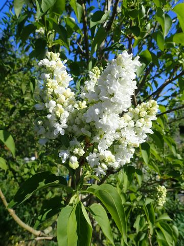 Syringa vulgaris - lilas commun - Page 2 P3150016