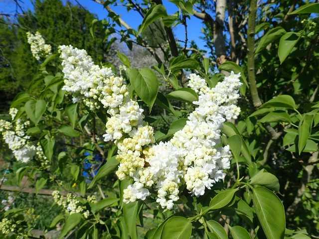 Syringa vulgaris - lilas commun - Page 2 P3150017