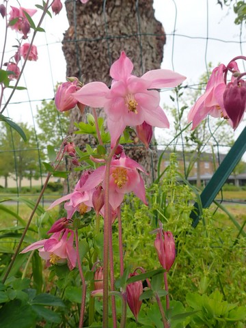 ancolies - Aquilegia - les ancolies - Page 6 P3190025