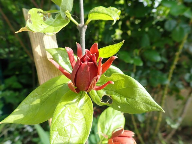 Calycanthus floridus - arbre aux anémones - Page 2 P3260042