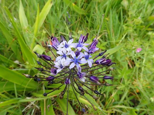 Scilla peruviana !!! - Page 2 P3310044