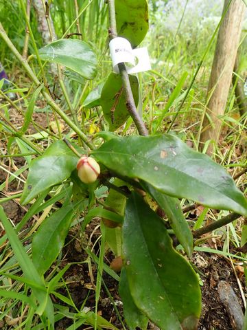 Magnolia figo (= Michelia figo) P4050039