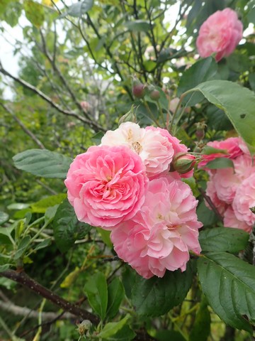 rosier 'Bouquet Parfait' P4070019