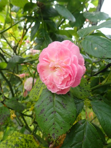 rosier 'Bouquet Parfait' P4070022
