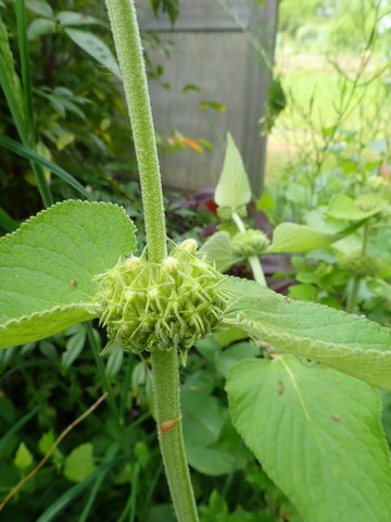 Phlomis russeliana !!! P4110112