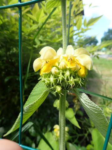 Phlomis russeliana !!! P4230634