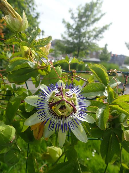 Passiflora caerulea - Page 4 P6270047