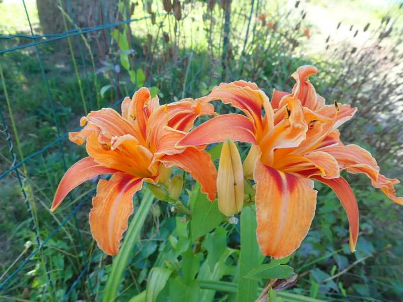 chaleureuses floraisons P7150013