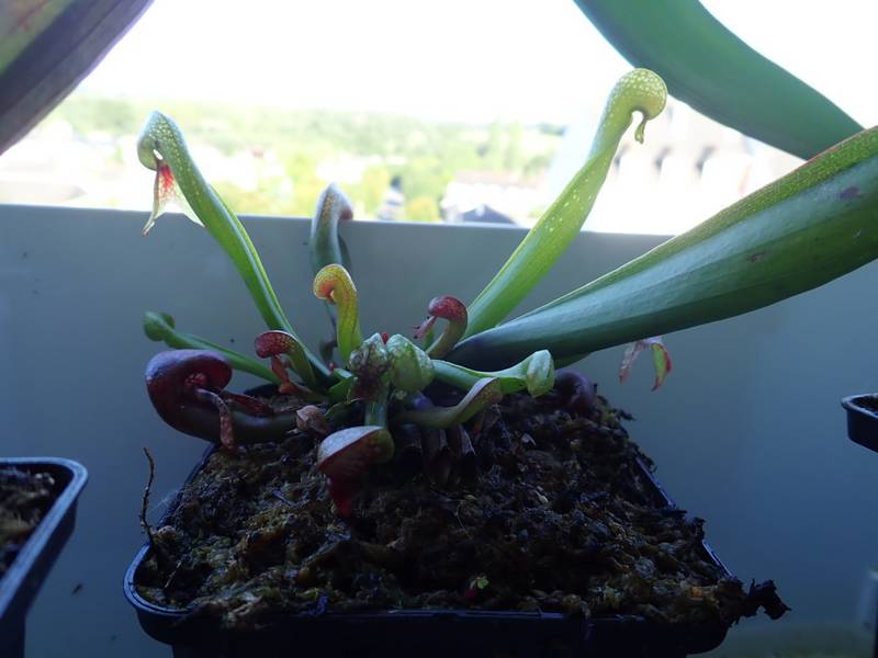 Plantes carnivores de Bip. - Page 2 P8250016