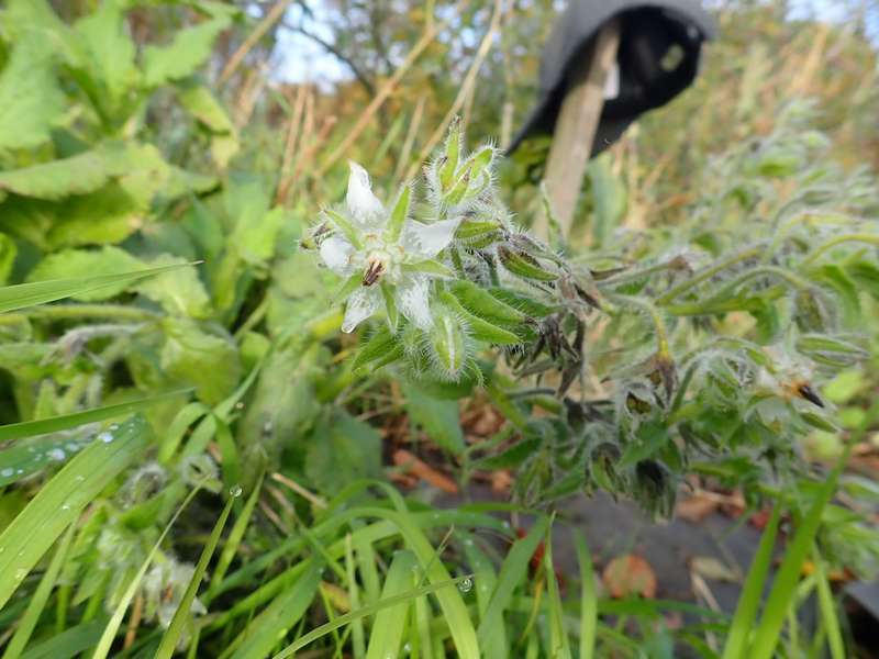 Borago officinalis - bourrache officinale  - Page 3 Pa230024