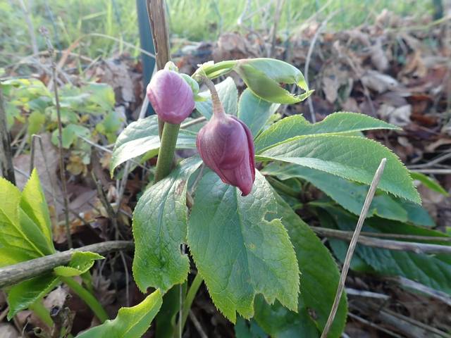 Helleborus - les hellébores, ou ellébores  - Page 8 Pc190013