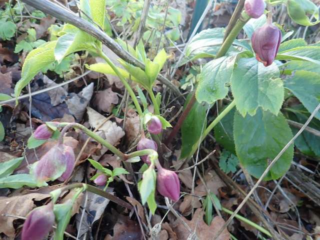 Helleborus - les hellébores, ou ellébores  - Page 8 Pc190015