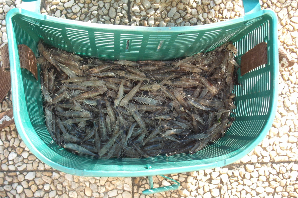 Partie de pêche ce matin Dscf9114