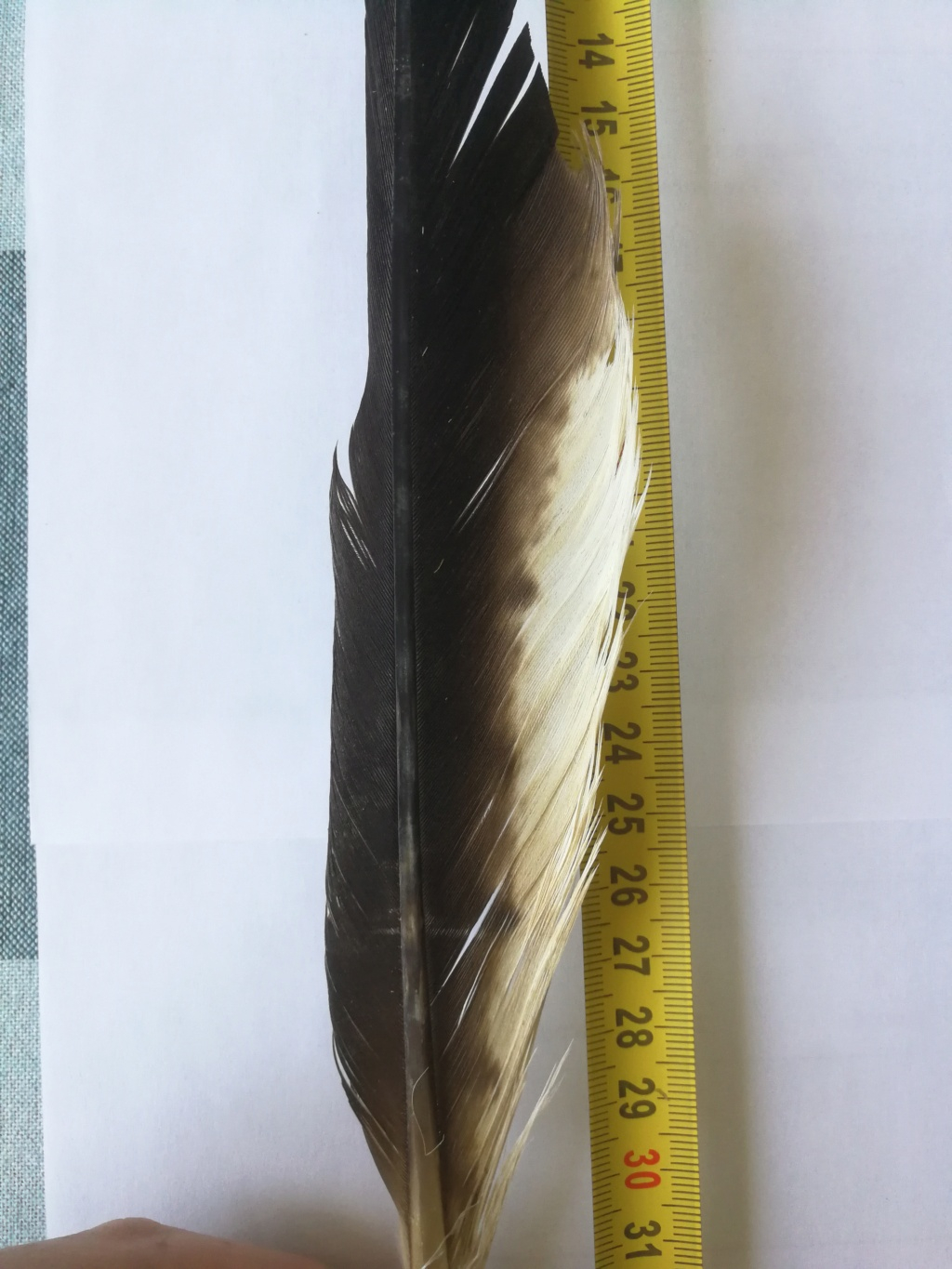 Plumes de rapace à identifier